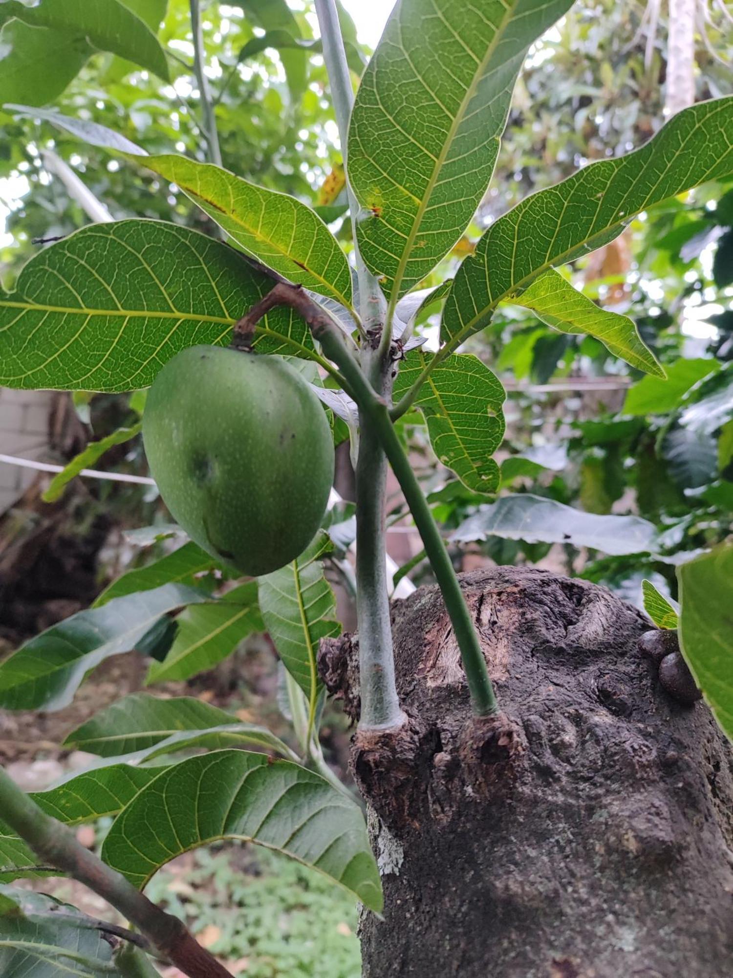 Posada Mana 圣胡安拉拉古纳 外观 照片